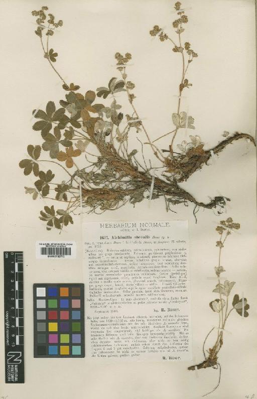 Alchemilla saxatilis subsp. obovalis Buser - BM000750773