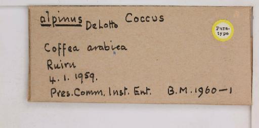 Coccus alpinus De Lotto, 1960 - 010713732_additional
