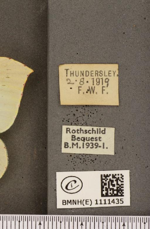 Gonepteryx rhamni rhamni ab. hoefnageli Bryk, 1922 - BMNHE_1111435_label_64600