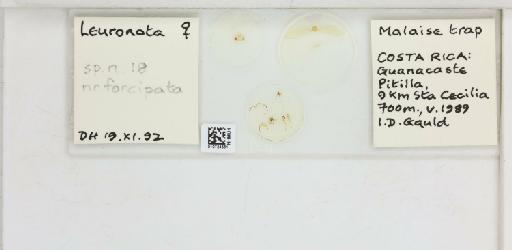 Leuronota forcipata Brown & Hodkinson, 1988 - 010724561_117200_1146325_157663_NonType