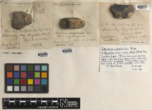 Buellia subplicata (Nyl.) Müll.Arg. - BM000671128