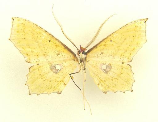 Macrotes commatica Prout, 1916 - Macrotes commatica Prout holotype underside