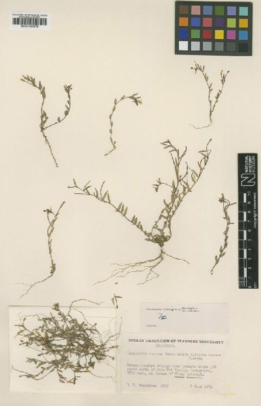 Camissonia sierrae subsp. alticola Raven - BM001024378