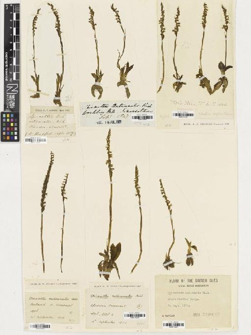 Spiranthes spiralis (L.) Chevall. - BM001164297