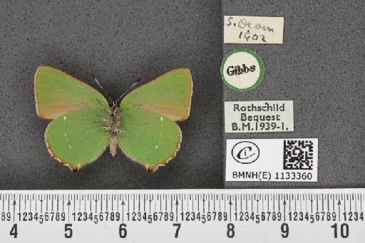 Callophrys rubi ab. incompleta Tutt, 1907 - BMNHE_1133360_97441