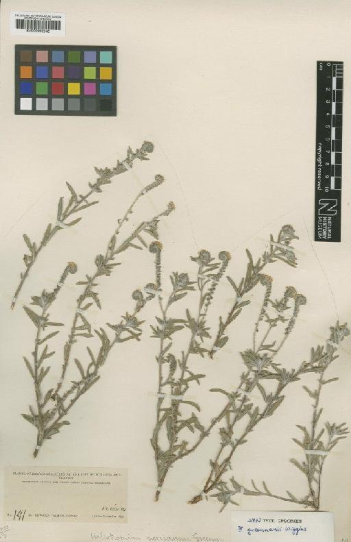 Heliotropium greenmannii V.D.Wiggins - BM000992040