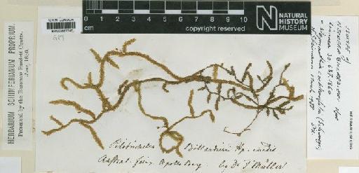 Weymouthia cochlearifolia (Schwägr.) Dixon - BM000667747