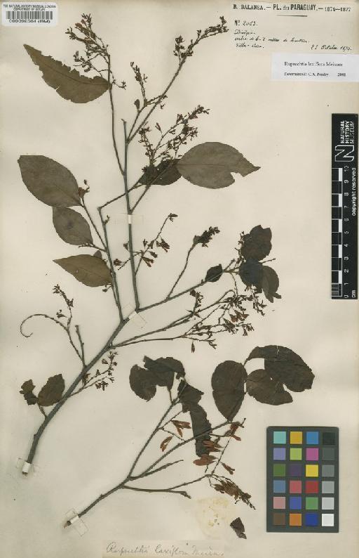 Ruprechtia laxiflora Meisn - BM000092564