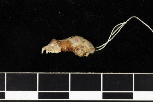 Rhinolophus landeri Martin, 1838 - 1855_12_26_250-Rhinolophus_landeri-Holotype-Skull-lateral