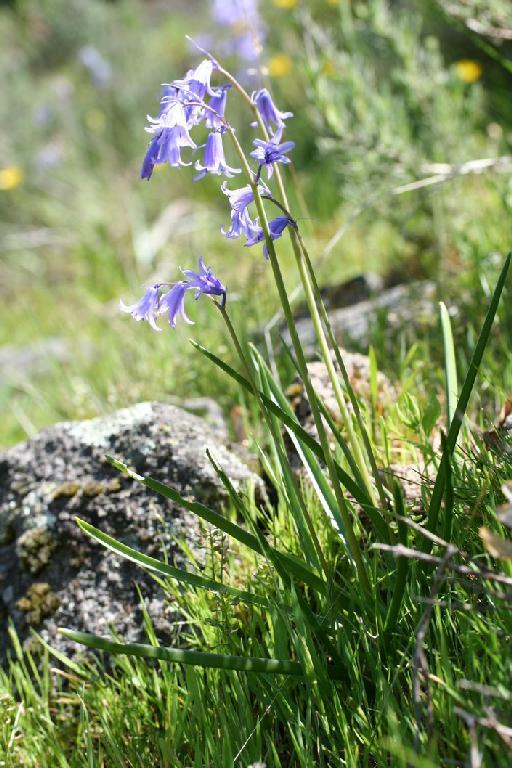 Hyacinthoides hispanica (Mill.) Rothm. - BB-206_plant1