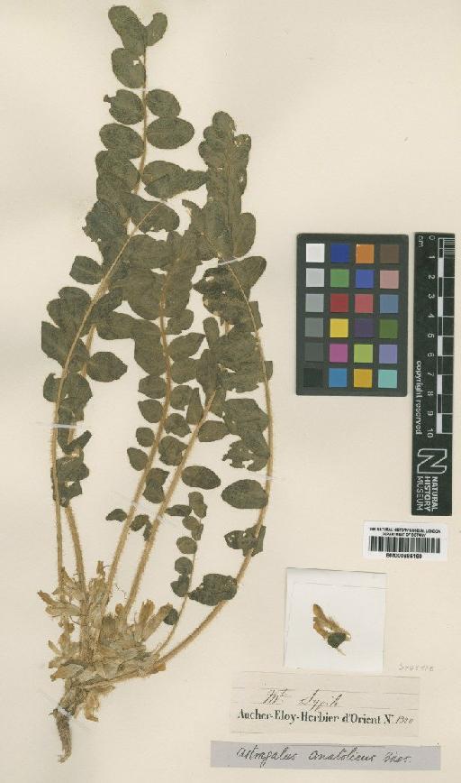 Astragalus angustiflorus subsp. anatolicus (Boiss.) D.F.Chamb. - BM000885160