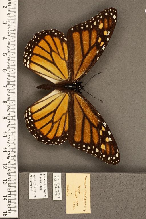 Danaus plexippus (Linnaeus, 1758) - BMNHE_500557_53280