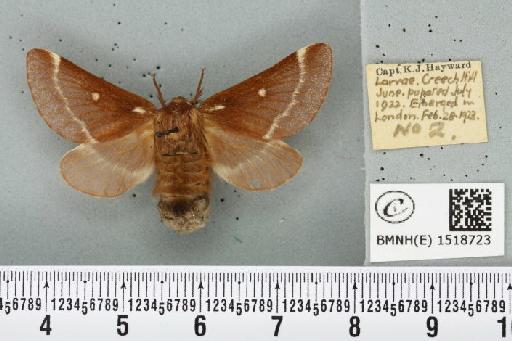 Eriogaster lanestris (Linnaeus, 1758) - BMNHE_1518723_260039