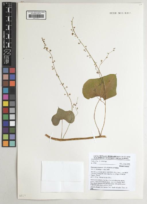 Dioscorea communis (L.) Caddick & Wilkin - 001191618