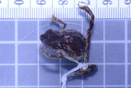 Choerophryne darlingtoni - Image of specimen 1947.1.3.92