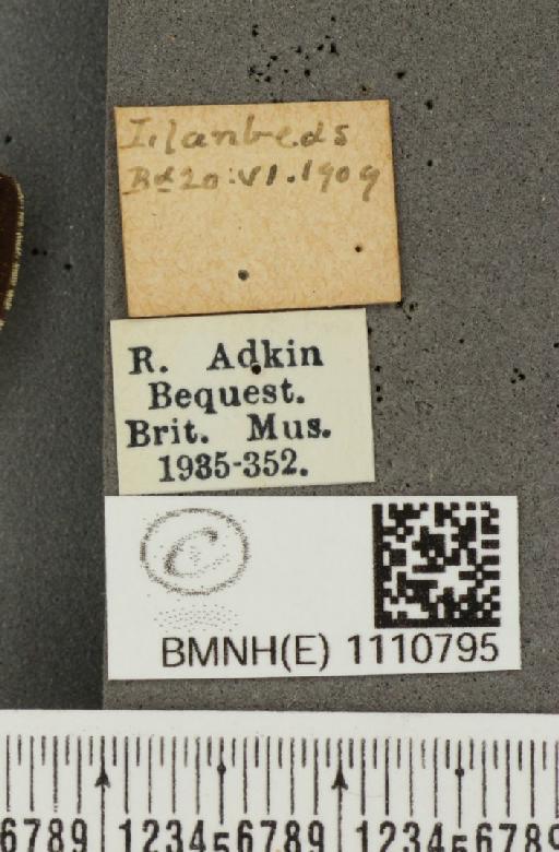 Euphydryas aurinia (Rottemburg, 1775) - BMNHE_1110795_label_52352