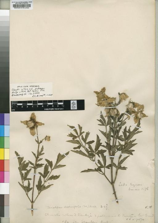 Clematopsis scabiosifolia (DC.) Hutch. - BM000583200