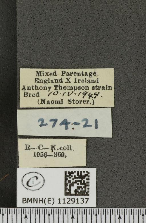 Pieris napi ab. venata Müller, 1938 - BMNHE_1129137_label_81849