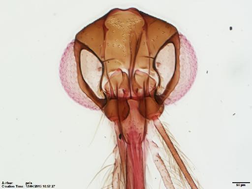 Lutzomyia (Lutzomyia) lichyi Floch & Abonnenc, 1950 - Lutzomyia_vexillarius-BMNH(E)1722027_PT-male_head_10x.tif