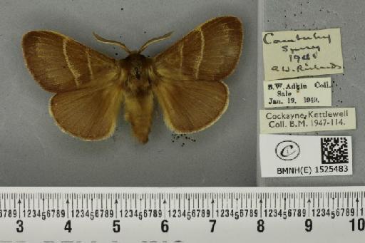 Macrothylacia rubi (Linnaeus, 1758) - BMNHE_1525483_196114