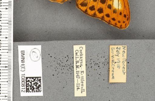 Argynnis paphia ab. caroffana Cabeau, 1923 - BMNHE_1080812_label_64383