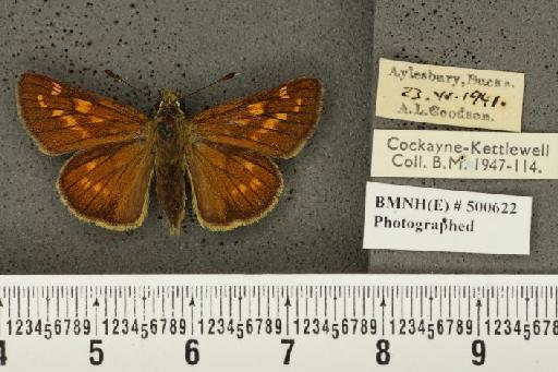 Ochlodes sylvanus ab. obscura Tutt, 1906 - BMNHE_500622_155437