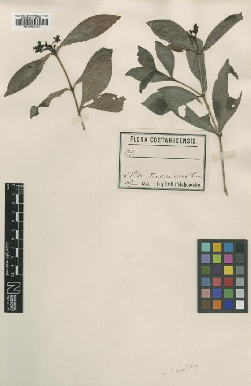 Psychotria quinqueradiata Polck - BM001009026