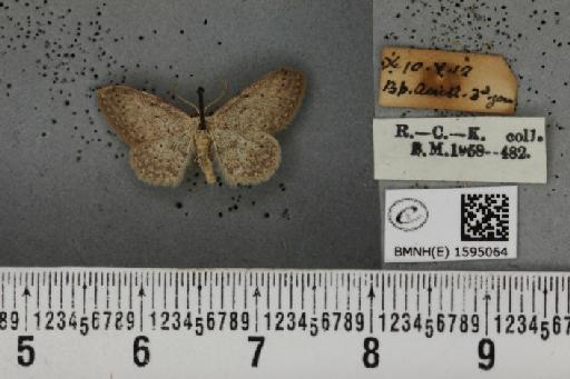 Idaea seriata ab. griscescens Delaharpe, 1864 - BMNHE_1595064_262878