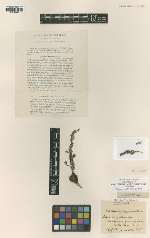 Notholaena bryopoda Maxon - BM001067982