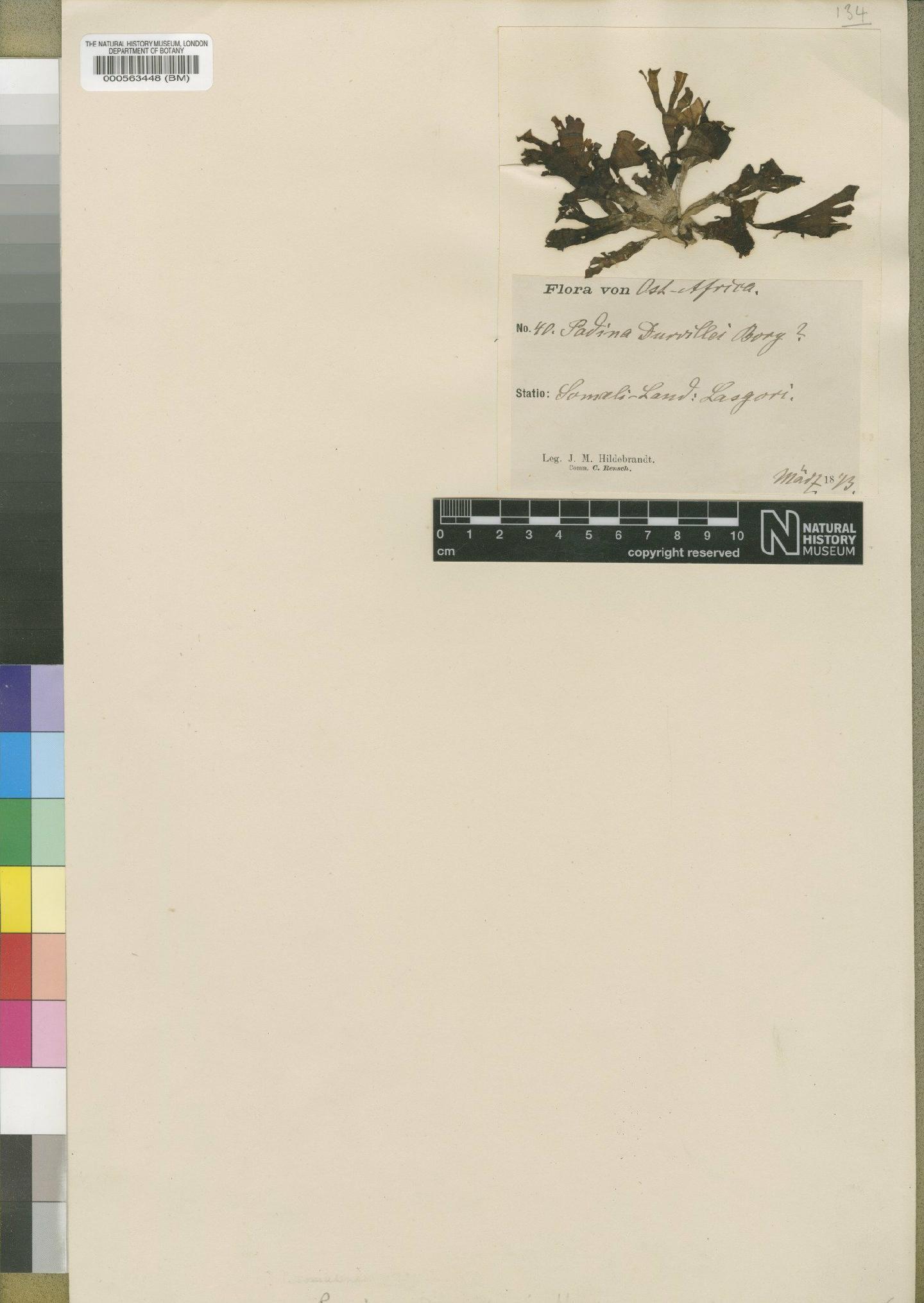 To NHMUK collection (Padina somalensis Hauck; TYPE; NHMUK:ecatalogue:4723200)