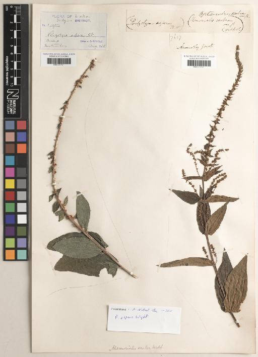 Pouzolzia pentandra var. gracilis (Miq.) Friis & Wilmot-Dear - BM001217620