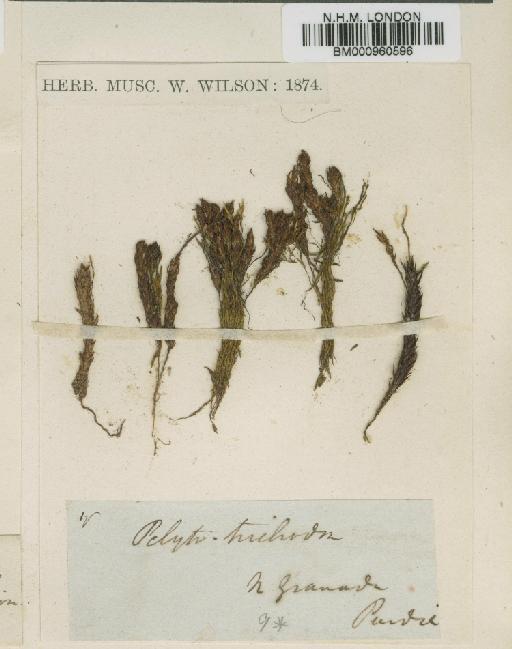 Psilopilum trichodon (Hook.f. & Wilson) Mitt. - BM000960596