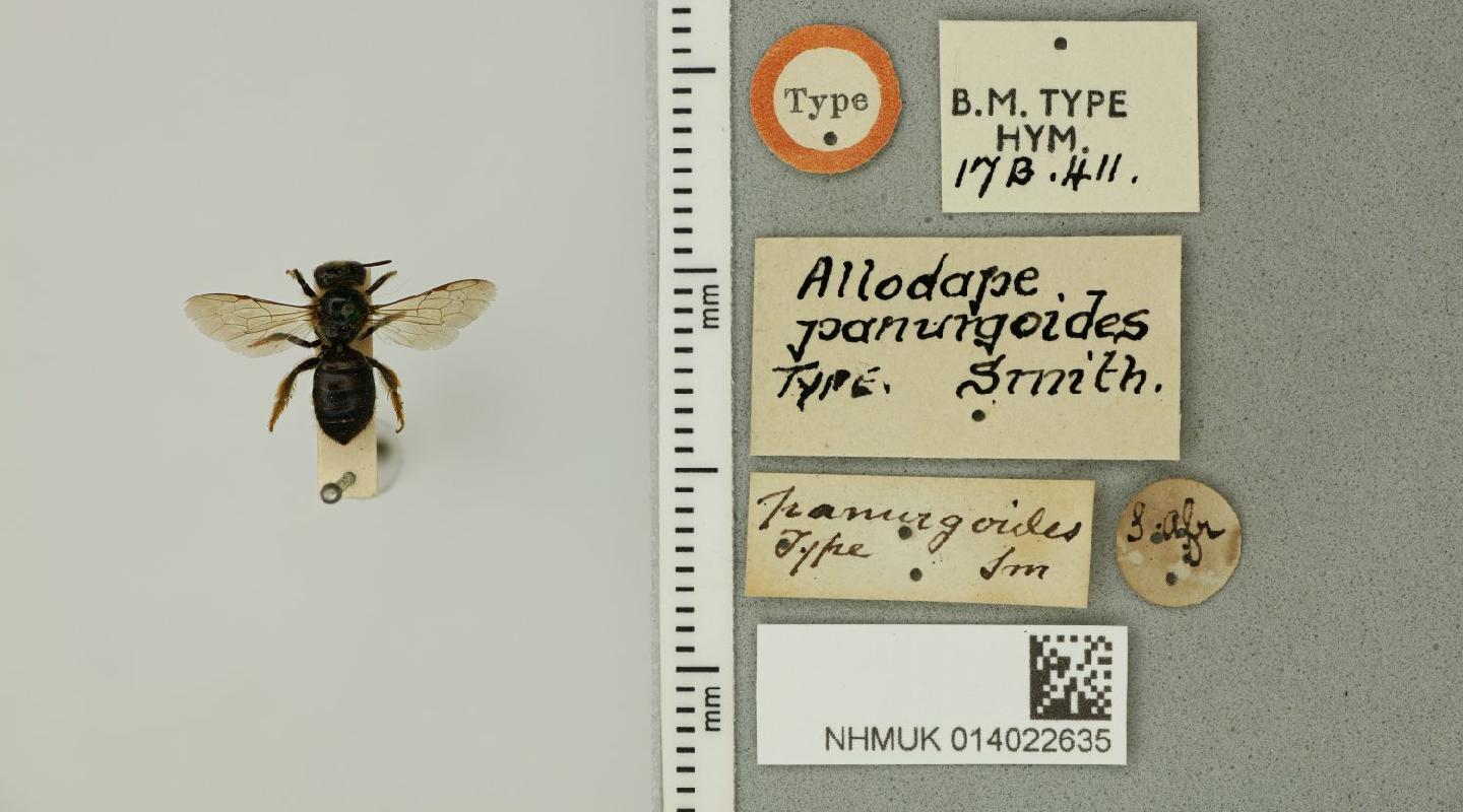 Allodape panurgoides
