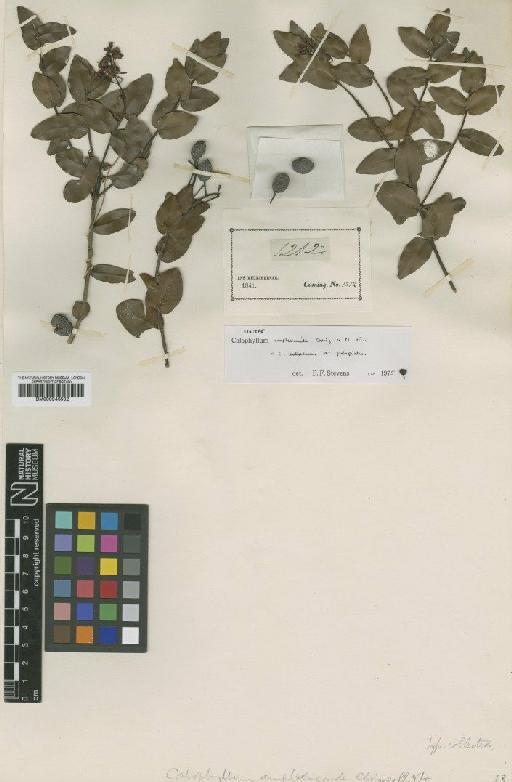 Calophyllum pentapetalum var. cumingii (Planch. & Triana) P.F.Stevens - BM000946502