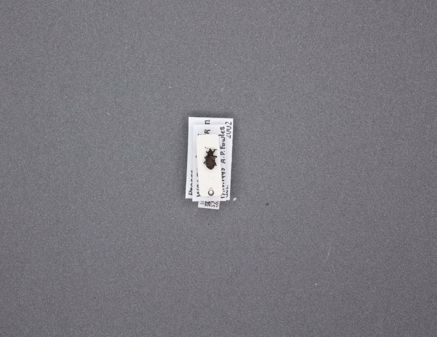 Procas granulicollis thumbnail