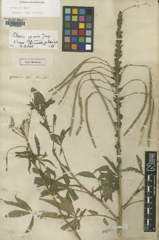 Cleome spinosa subsp. spinosa Jacq. - BM000629051