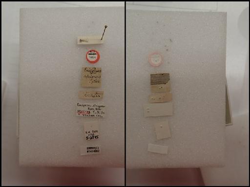 Encyrtus strigosus Nees, 1834 - Ericydnus strigosus (Nees , 1834) #1414962 Hym Type 5.3515 labels