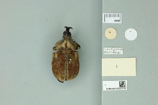 Lycomedes ohausi Arrow - 010364519_Labels_Ventral