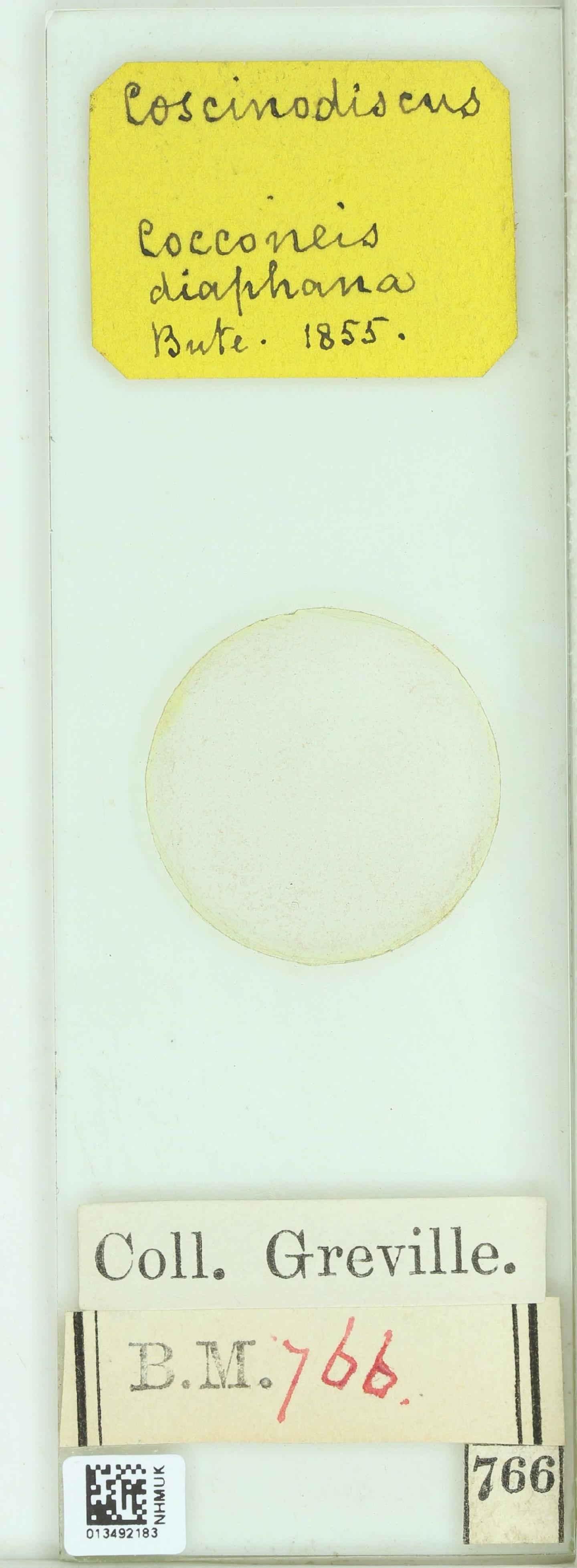 To NHMUK collection (Cocconeis diaphana W.Sm.; NHMUK:ecatalogue:4730707)