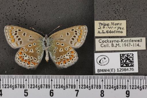 Polyommatus icarus icarus ab. elongata Tutt, 1910 - BMNHE_1298476_149052