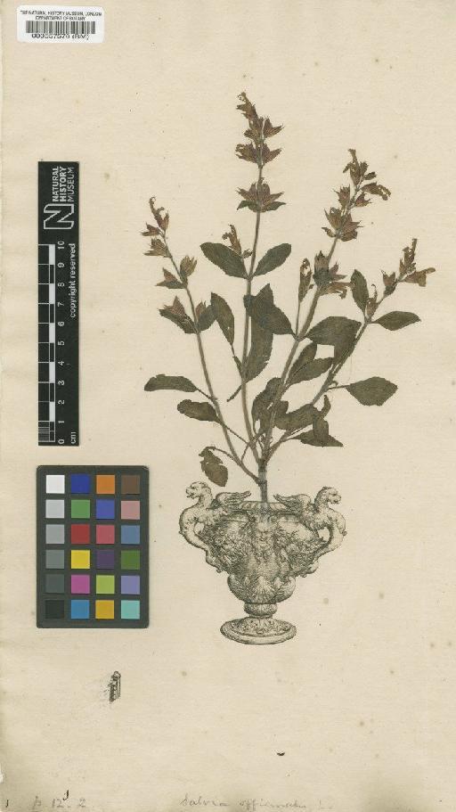 Salvia officinalis L. - BM000557576