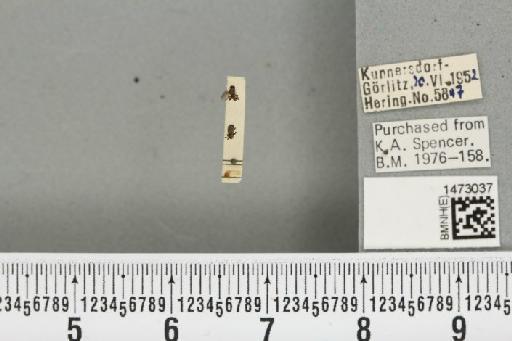 Chromatomyia fuscula (Zetterstedt, 1838) - BMNHE_1473037_48310