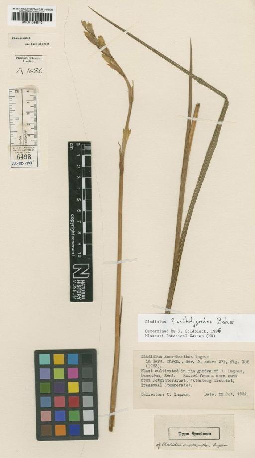 Gladiolus antholyzoides Baker - BM001066610