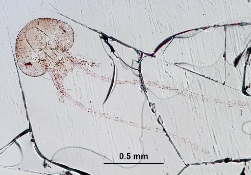 Trichomyia aurea Duckhouse, 1972 - Trichomyia_aurea-010210257-head-100_0x-scale