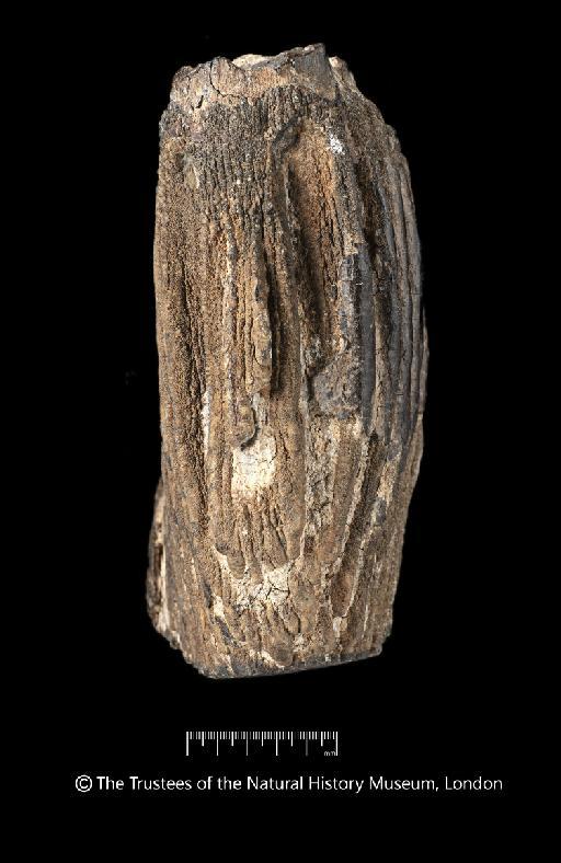 Palaeoloxodon antiquus (Falconer, 1857) - NHMUK PV M 3598a_Photo 06
