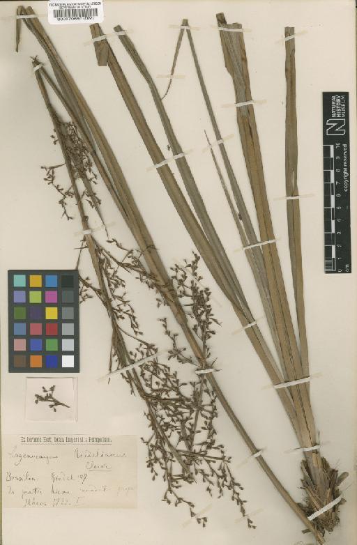 Lagenocarpus guianensis subsp. guianensis Nees - BM000570686