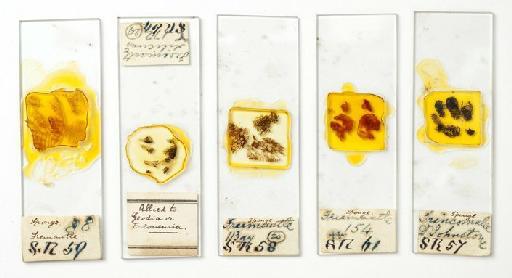 Porifera Grant, 1836 - 209321