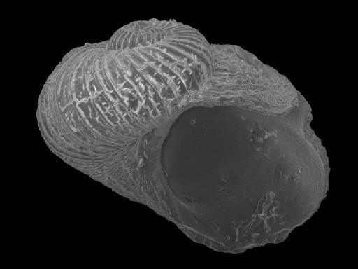 Scissurella jucunda Smith, 1890 - 1889.10.1.1575a