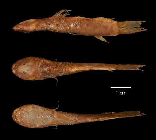 Cyclopium mindoense Regan, 1916 - 1916.8.1.1; Cyclopium mindoense; type; ACSI Project image