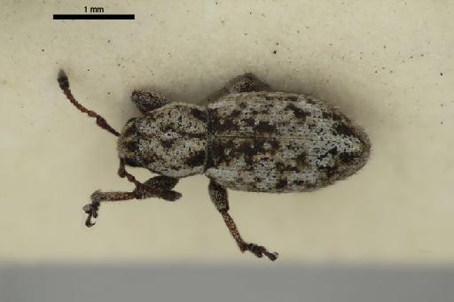 Catoptes fraudator Marshall - Catoptes_fraudator_Marshall_1931-BMNH1237420-holotype_habitus_dorsal-2p5x